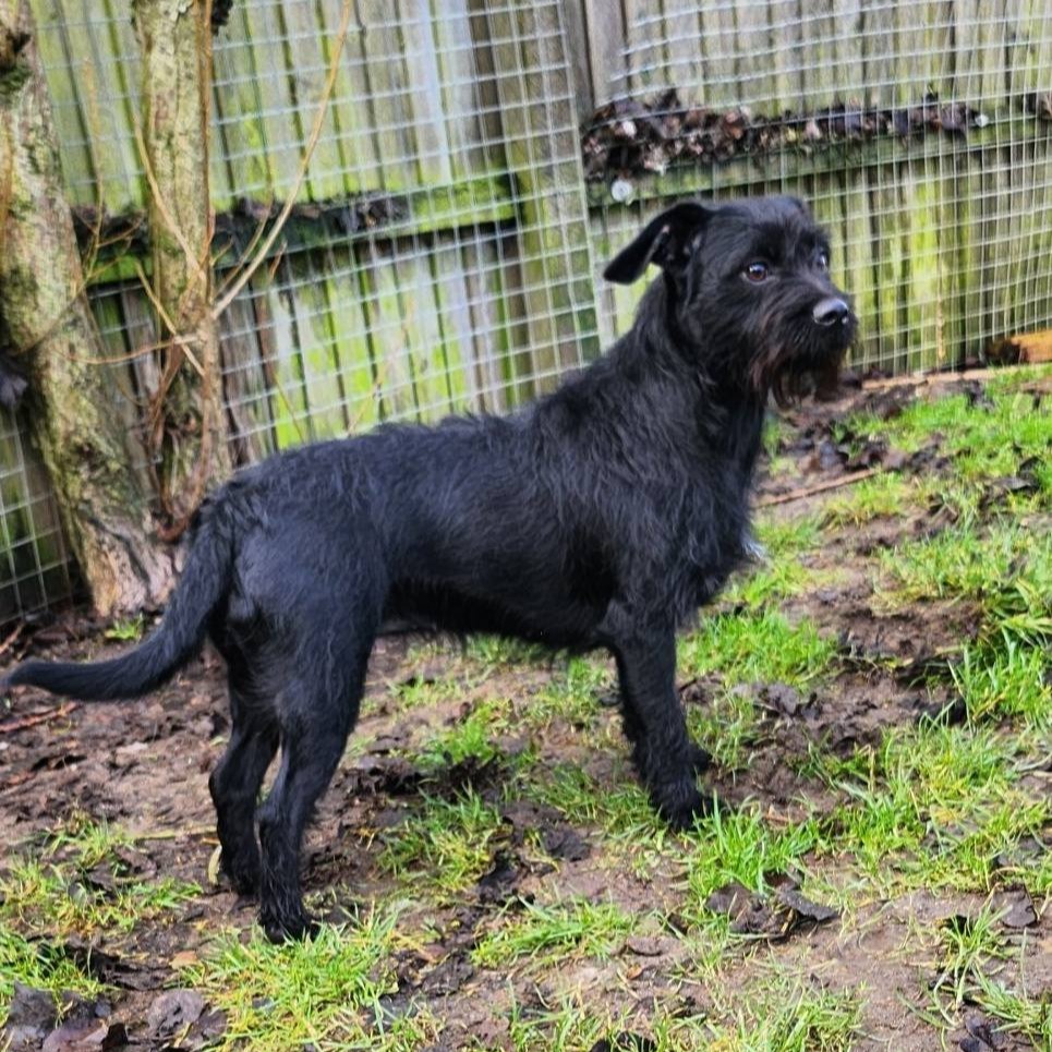 Picture of Bella. All black terrier cross with a scruffy beard.